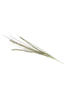 Best reviews of ✔️ A & B Home 39" Gold and White Glittered Blossom Bush ❄ Christmas Spray 🛒